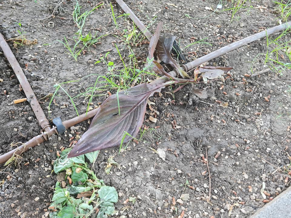 Pripazite na cvijeće: Nakon samo jedne večeri zabave u đardinu,  nedavno posađene biljke već su izgažene 