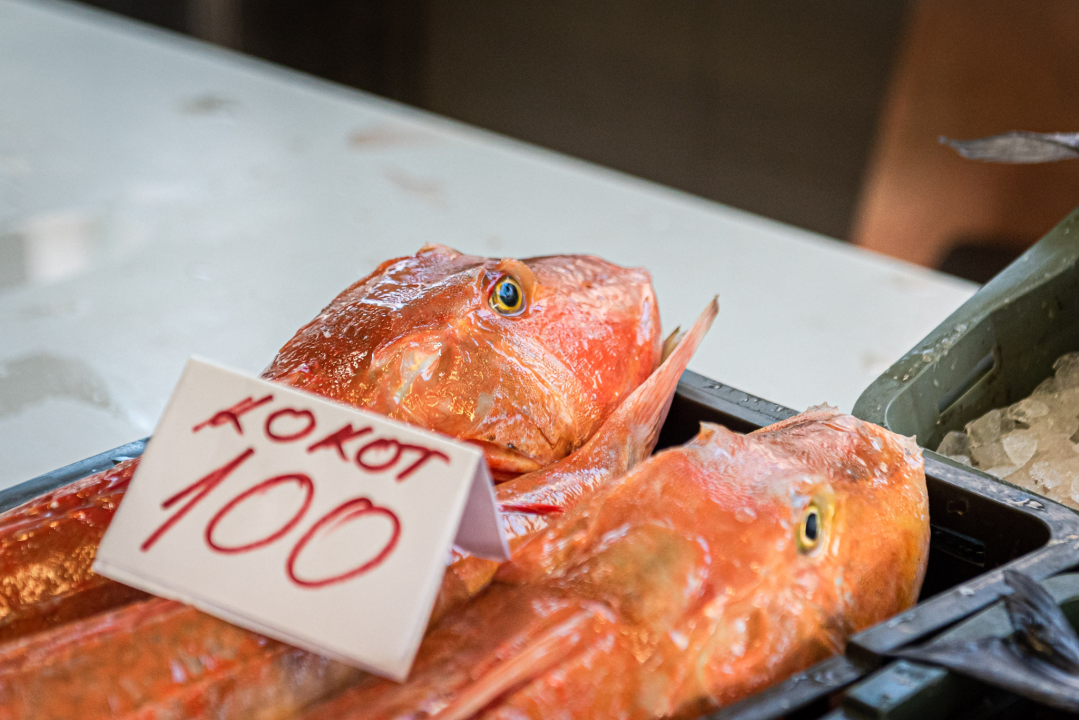 Od ogromnih kokota i mola sa šibenske peškarije dalo bi se skuhati juhu za omanji bataljun  