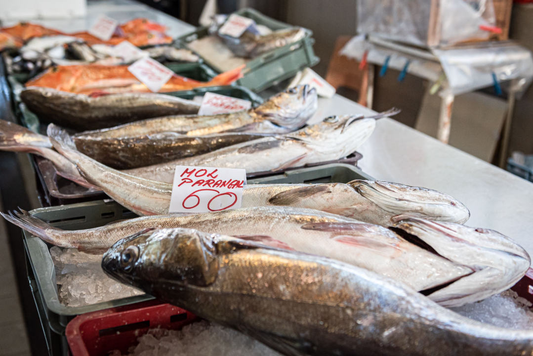 Od ogromnih kokota i mola sa šibenske peškarije dalo bi se skuhati juhu za omanji bataljun  