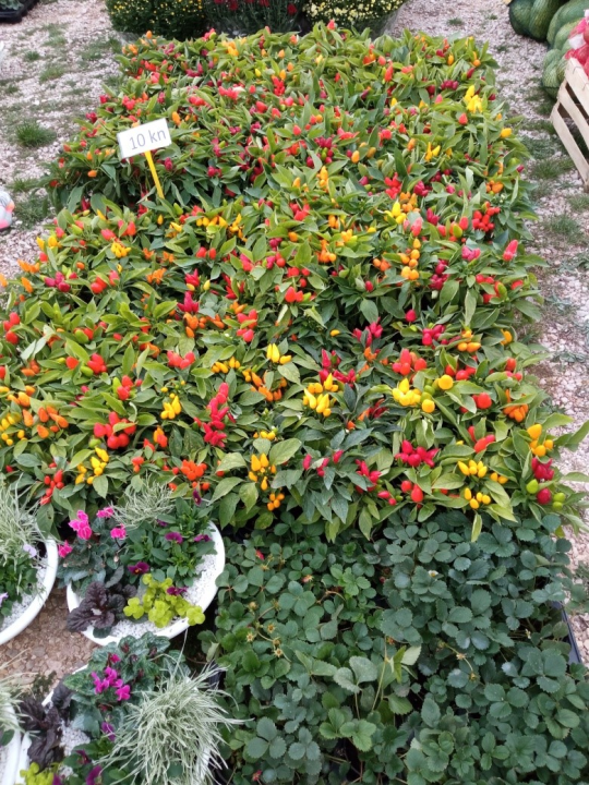 Jučerašnji benkovački sajam bio je zadnji na tom mjestu: Sajam se seli, kreću radovi na novom sajmištu