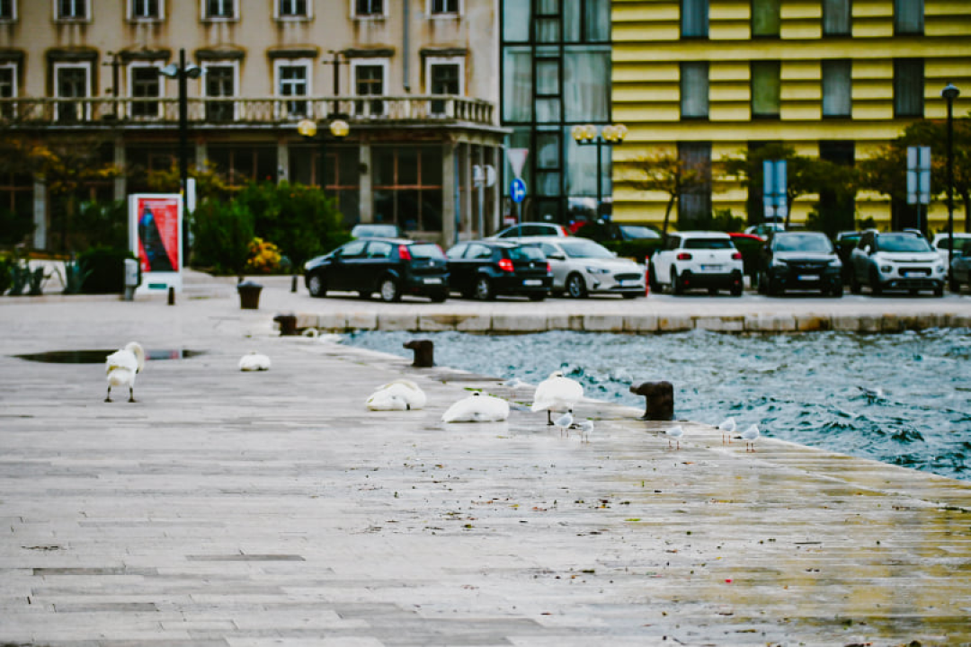 Jako jugo smeta svima: Labudovi se prebacili na rivu, nema odmora na uzburkanom moru 