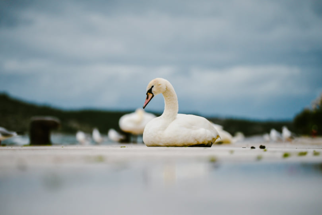 Jako jugo smeta svima: Labudovi se prebacili na rivu, nema odmora na uzburkanom moru 