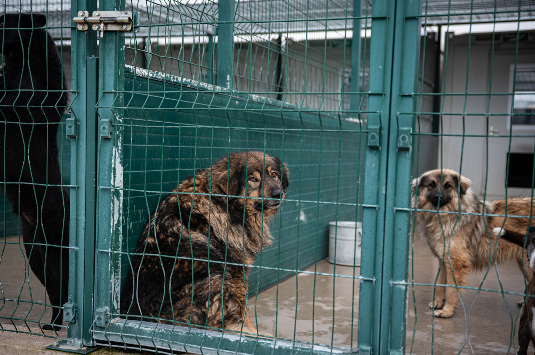 Reportaža iz As-Eka:  Malik, Mrva, Lisac, Stela... i oni bi s nekim ušli u Novu godinu!