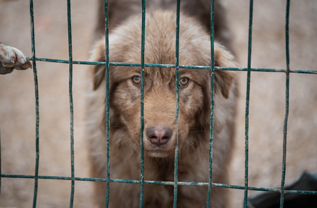 Reportaža iz As-Eka:  Malik, Mrva, Lisac, Stela... i oni bi s nekim ušli u Novu godinu!