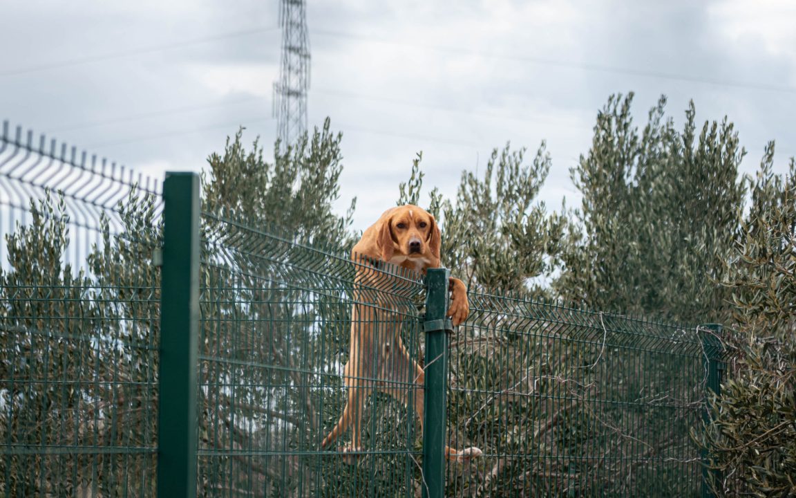 Reportaža iz As-Eka:  Malik, Mrva, Lisac, Stela... i oni bi s nekim ušli u Novu godinu!