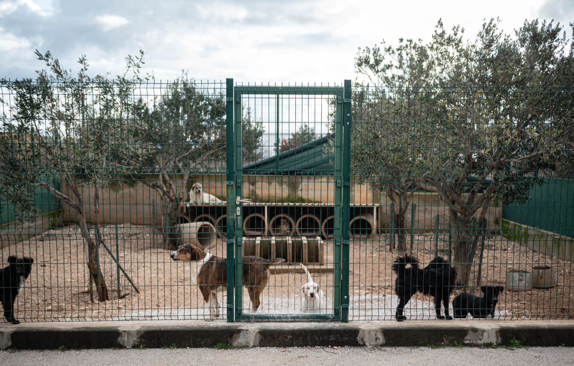 Reportaža iz As-Eka:  Malik, Mrva, Lisac, Stela... i oni bi s nekim ušli u Novu godinu!