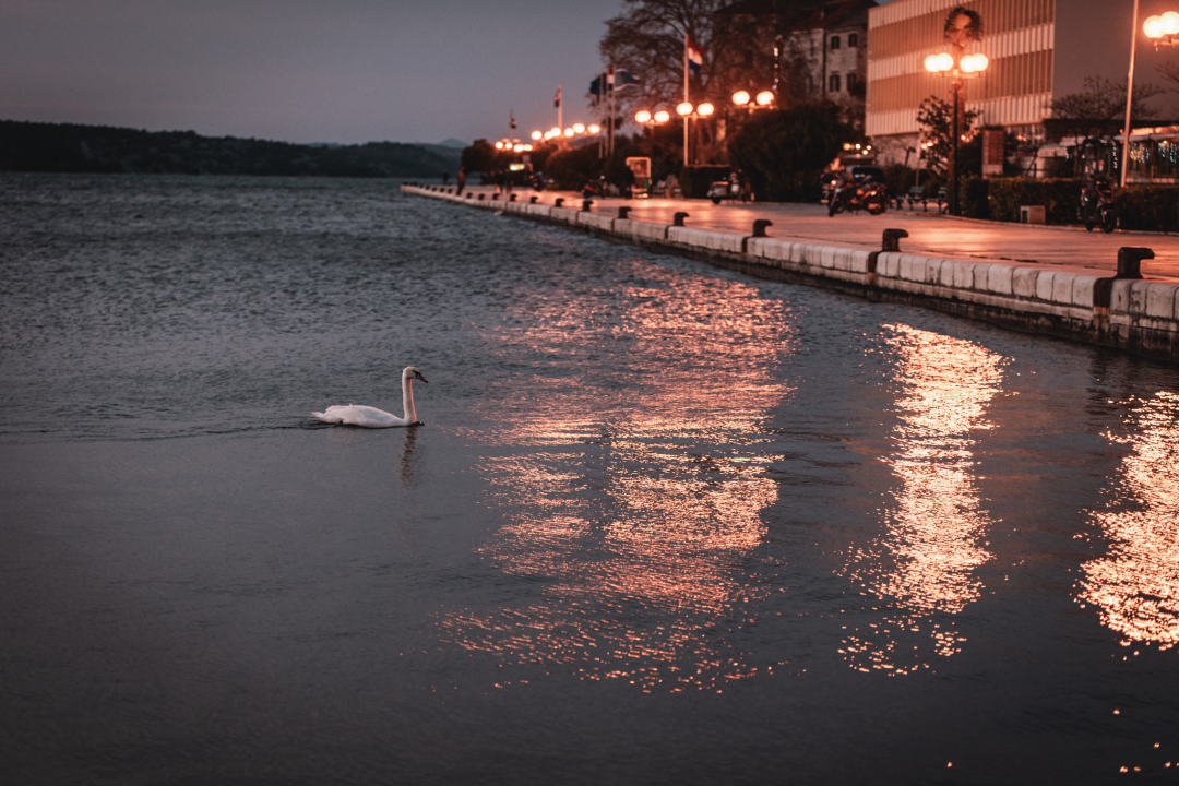 Kad jugo okrene na buru prije zalaska dobijemo savršene boje i labuda koji pozira
