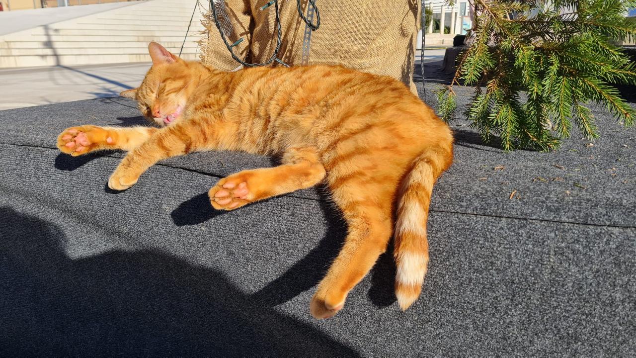 Debeljuškasti mačak ne zna da klizalište na kojem se udomaćio odlazi za par dana: Hrani li ga netko zimi ili mu je potreban novi dom?