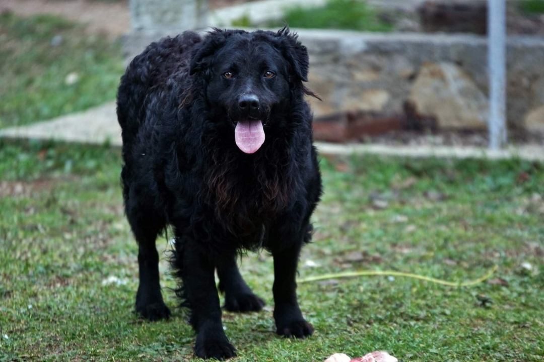 U selu kod Šibenika preminuo vlasnik umiljatog psa i devet maca: Životinje ostale bez ikoga, traže se novi domovi