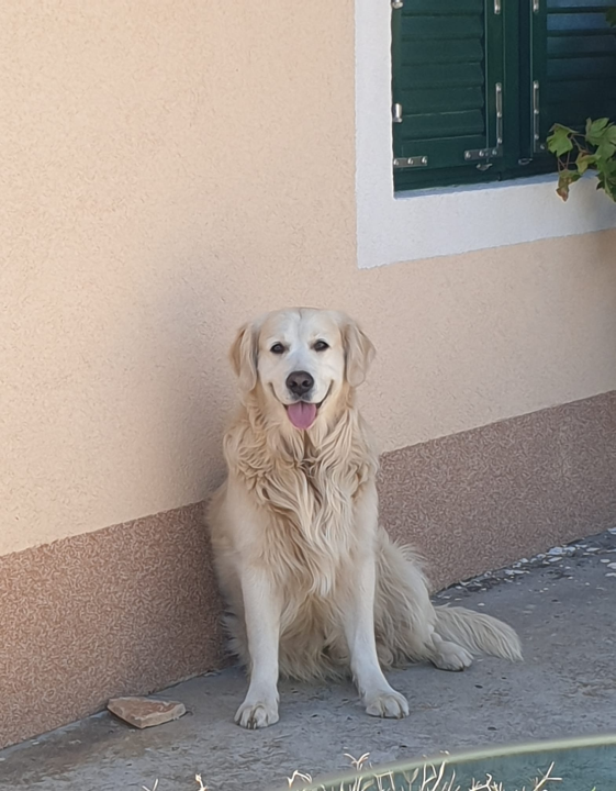 Najomiljenija pasmina na svijetu slavi svoj dan: Evo fotografija vaših zlatnih retrivera  