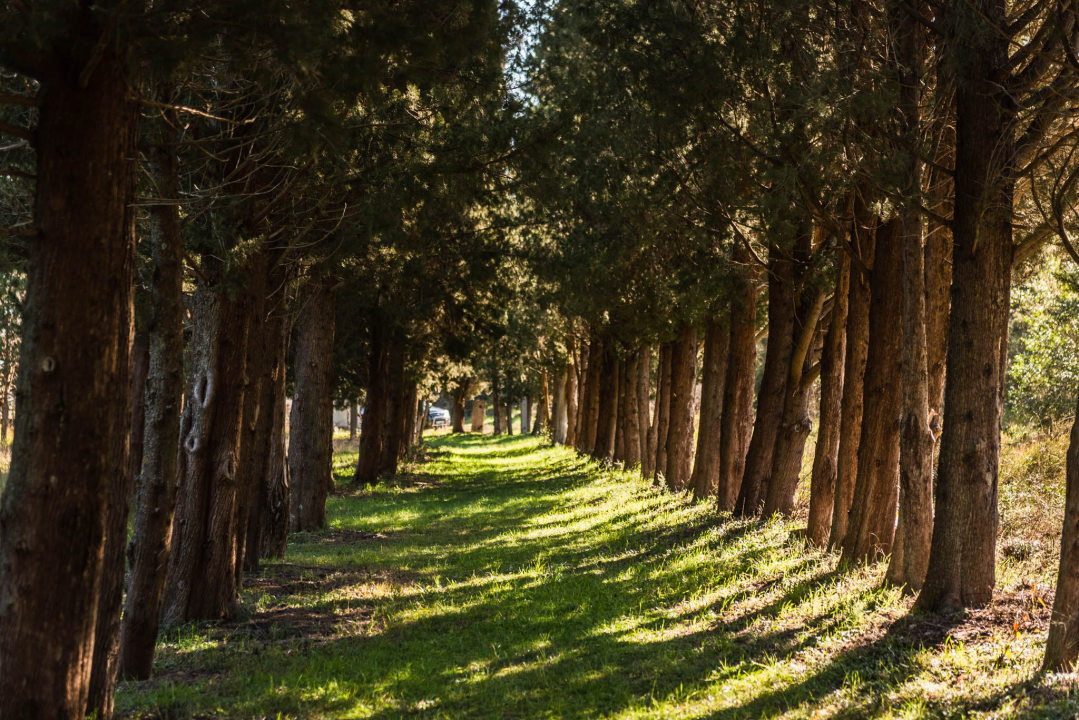 'To groblje je poput Pandorine kutije, bila je i njemačka krim policija': Na Raskrižju su posljednje počivalište našli i partizani i fašisti