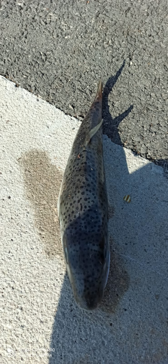 Otrovna riba napuhača ulovljena kod Pašmana: 'Konzumacija može izazvati teške tegobe, ponekad i smrt'