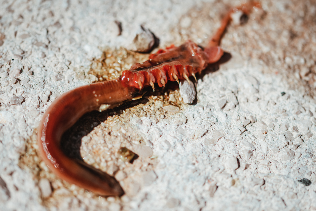 Ronioci su ovo ‘čudovište’ sa smećem izvukli u Zatonu, znate li što je?