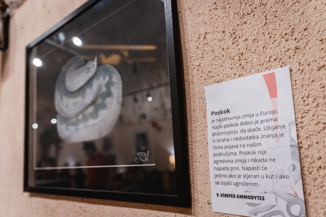 'Fallitur Visus – Izgled vara': Zaštićene životinjske vrste Ive Sabljić Martinović na izložbi u Azimutu 