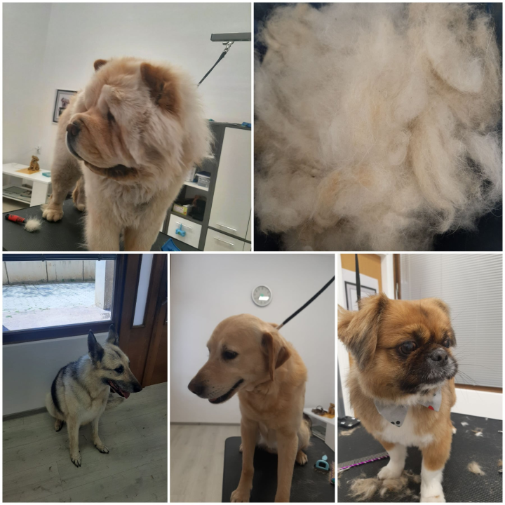 Salon za šišanje pasa Luki pružit će najbolju njegu vašim ljubimcima!