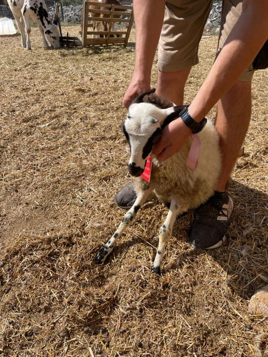 U Šibeniku spašen jedan janjeći život: 'To je poklon za bivšu janjocidnu osobu koja je danas janjofil'