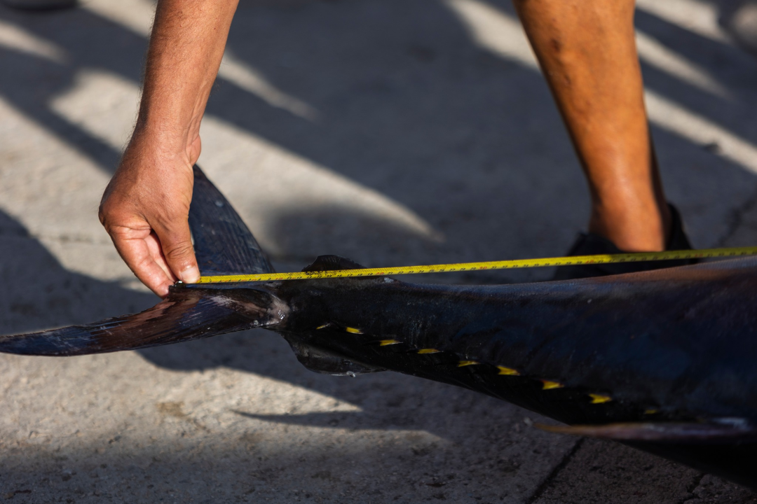 Posjetite besplatnu radionicu o zaštiti ribe i očuvanju ribljeg fonda u Jezerima!
