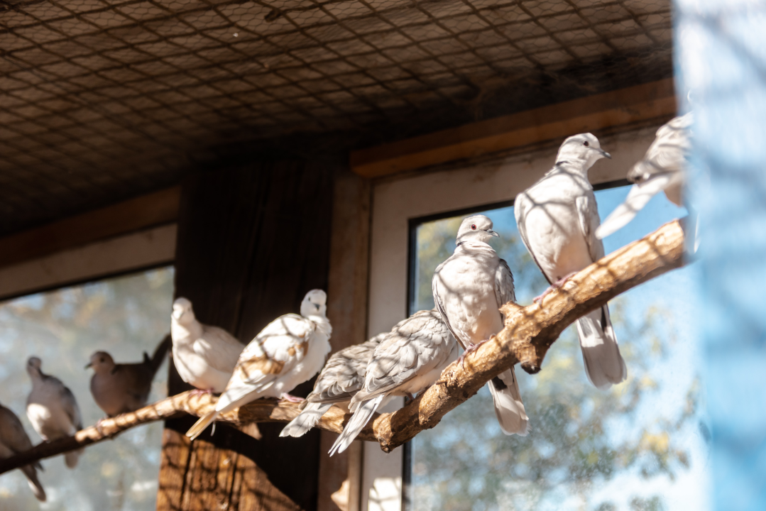 Suzana je učionicu zamijenila farmom u Dubravi: 'Kriza ima, ali svoju odluku nikada nisam požalila'