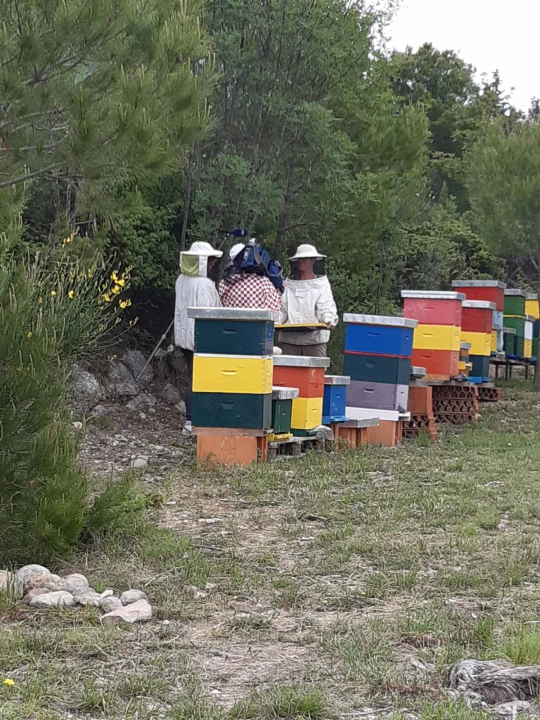 Doda Pčelarica je, s puno ljubavi i volje, napravila malo pčelinje carstvo: Ispričala nam je sve o pčelama, medu, propolisu, peludu… 