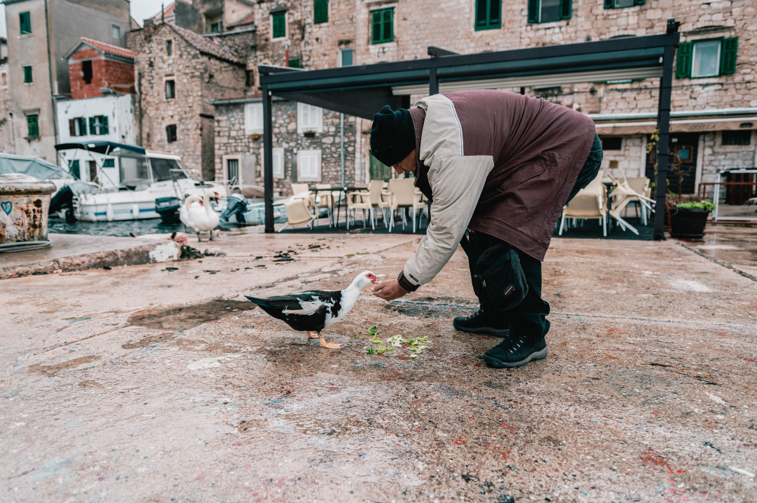 Patak Mile je dolački mezimac, labudovi nisu dobrodošli: ‘Posla bi ih kod britanske kraljice’