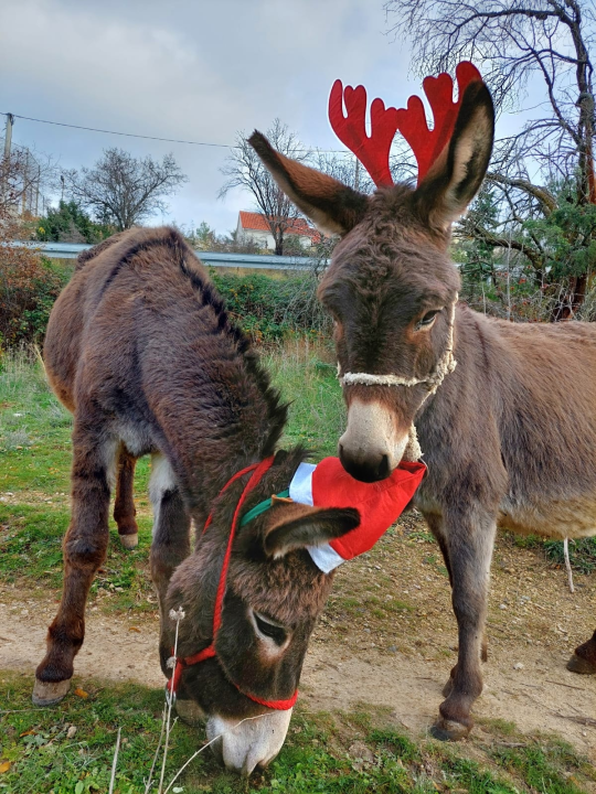 Božićni duh u skradinskom zaleđu: Magarice s kapicama prave pozerice