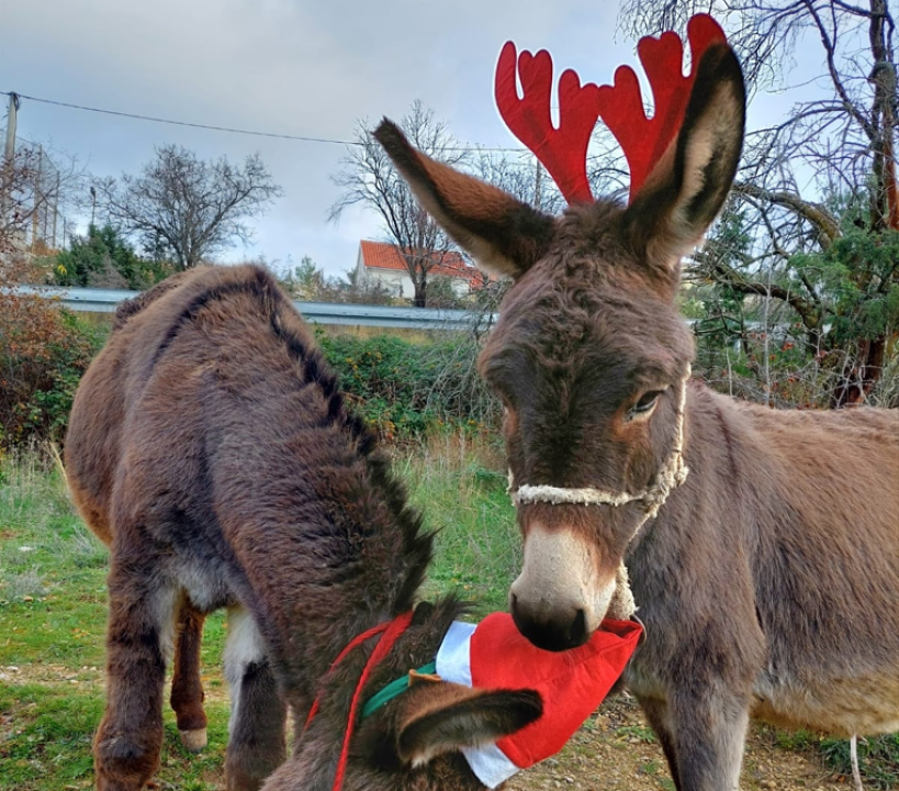 Božićni duh u skradinskom zaleđu: Magarice s kapicama prave pozerice