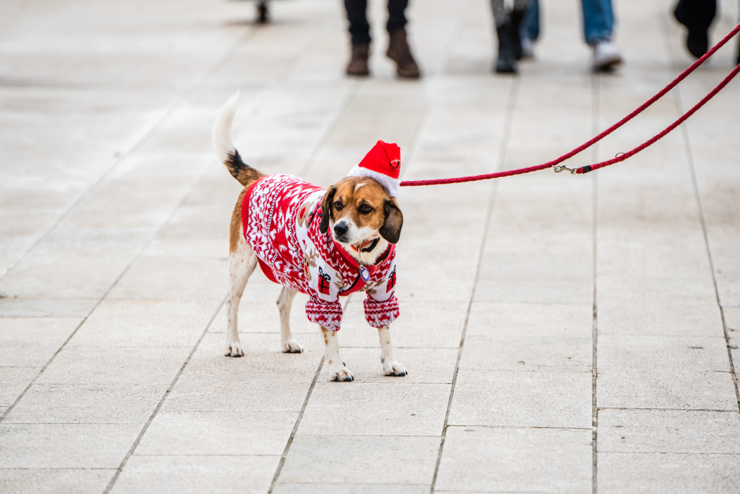 FOTO Đir po gradu, subota 24. prosinca