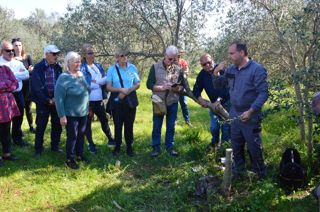U Vodicama održana radionica ‘Mala škola maslinarstva – Cijepljenje masline i proljetna zaštita od štetnika’ 
