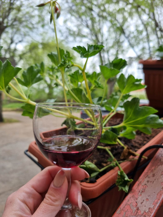 Vinar Ivica Džapo: 'Promincima loza je u krvi, naš je debit uvijek bio prvi' 