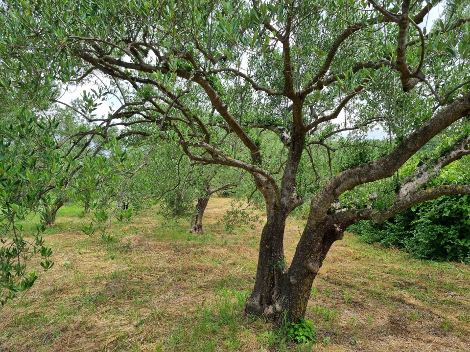 Maslinar Nikica Roško: 'Ovo više nije težak zanat, tehnologija je olakšala, nedostaje samo strpljenja' 