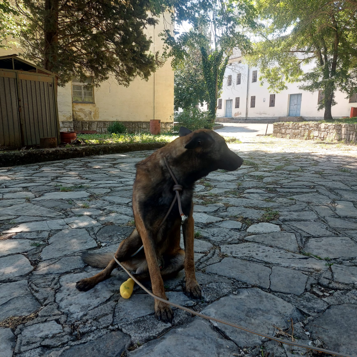 Mladi belgijski ovčar nađen u Kninu traži novi dom