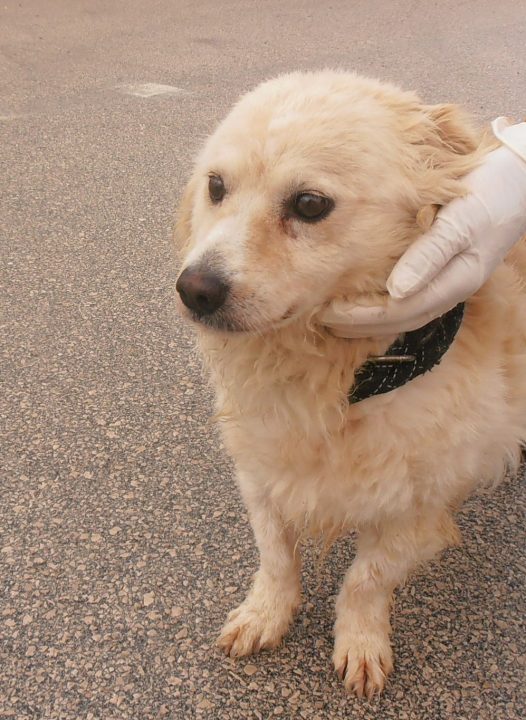 Dingo traži novi dom: 'On je prilagodljiv, brzo uči i odgovarao bi svakome tko bi mu pružio šansu' 