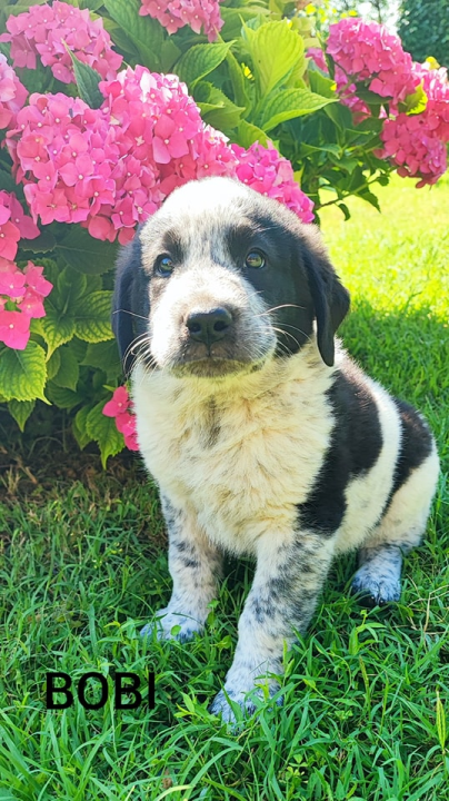 Željana se godinama brine za napuštene pse u Kninu, a sad je došla do ruba: 'Ne mogu više sama'