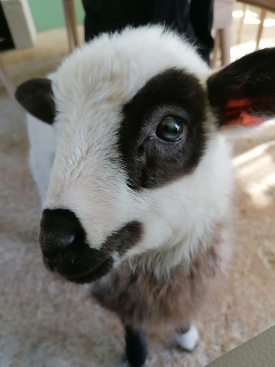 Ivana se bojala buba, a danas u zaleđu Vodica ima ranč koji je u utrci za najbolji u Hrvatskoj
