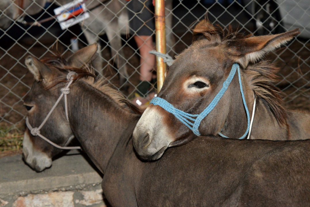 Održana Međunarodna trka tovarov u Tisnome