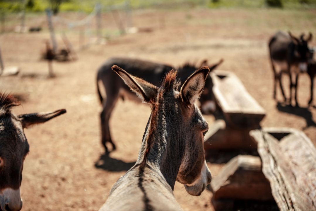 Za magarce na farmi 'Ćušin raj' brine se cilo misto: 'Mještani donose hranu, a djeca zaborave na mobitele'