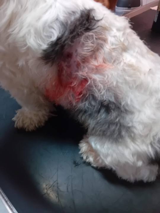 Mlada Osječanka u Vodicama doživjela napad na svog psa