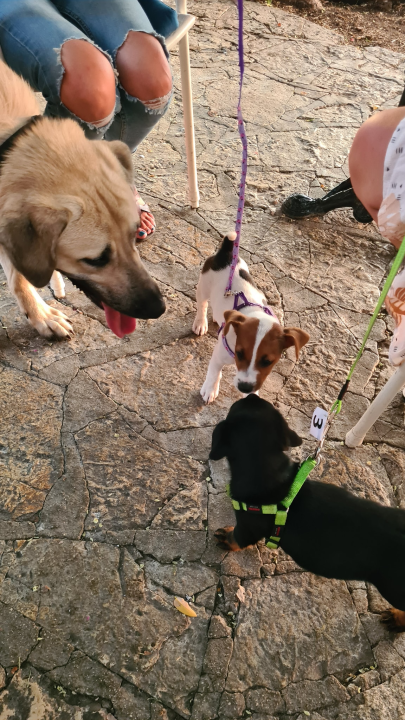 U Šibeniku izabrani najljepši psi mješanci