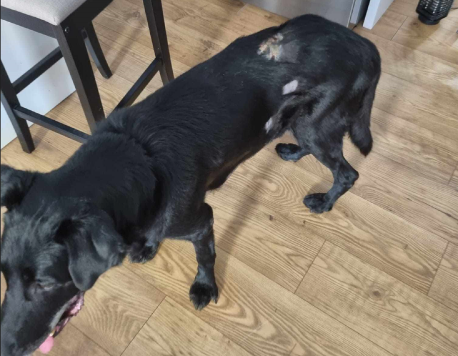 Još nisu nađeni kangali koji siju strah po Njivicama: Policijska statistika napada pasa u županiji je 'impresivna'