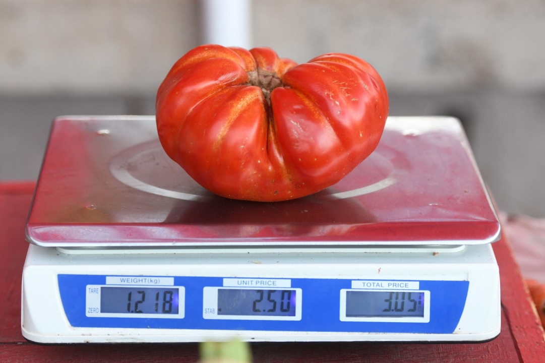 Uzgojena u Mirlović Zagori: Na šibenskoj pijaci na banku pomidora od kilogram i 200 grama