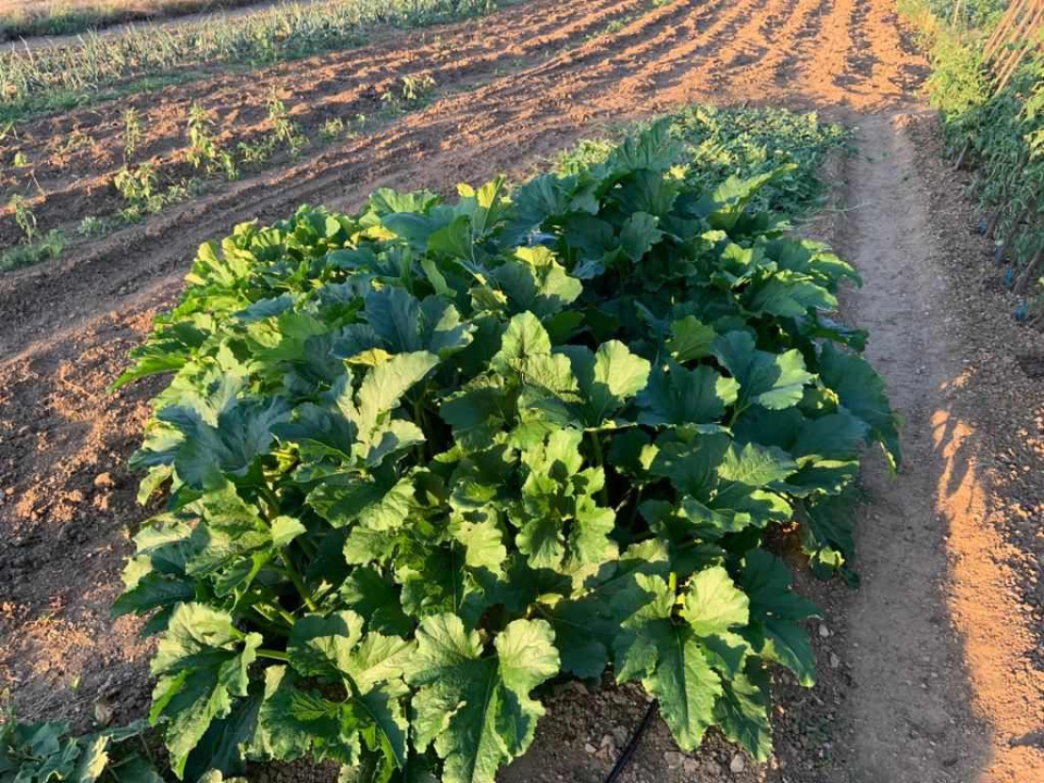  Obitelj Beader na Petrovom polju uzgojila batat težak 4,2 kilograma: 'Ovaj kraj ima toliko neiskorištenog potencijala'