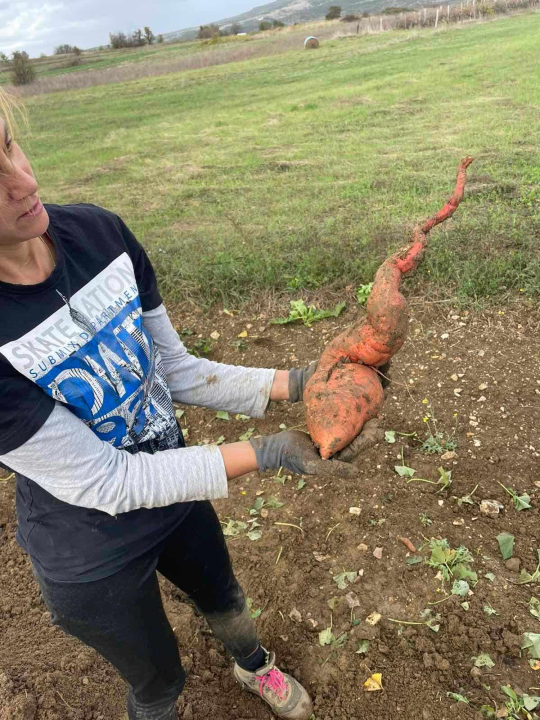  Obitelj Beader na Petrovom polju uzgojila batat težak 4,2 kilograma: 'Ovaj kraj ima toliko neiskorištenog potencijala'