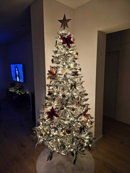 Provjerite tko su pobjednici izbora za naj jelku!