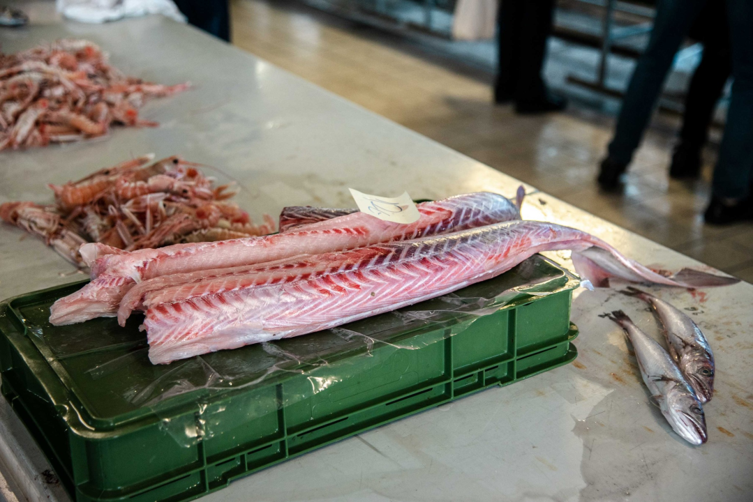 Šibenska peškarija danas nudi hamu, ribu na rubu istrebljenja u Jadranu