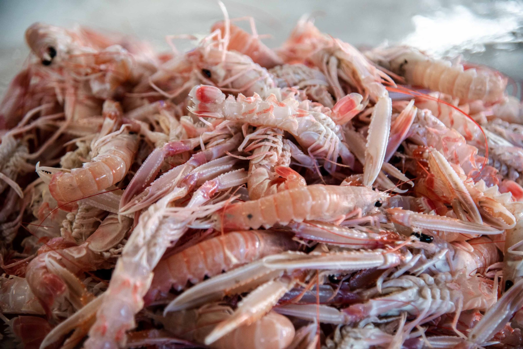 Šibenska peškarija danas nudi hamu, ribu na rubu istrebljenja u Jadranu