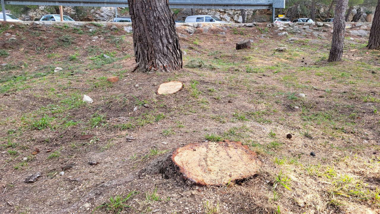 'Masakr' u parku Rasadnik na Vidicima: Sječe li Zeleni grad stabla mimo studije koju je naručio Grad?