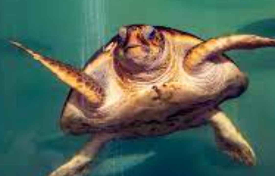 Potpisan ugovor za rotore kod Dalmarea na magistrali: 'Jednu turističku sezonu moramo žrtvovati zbog važnosti projekta' 