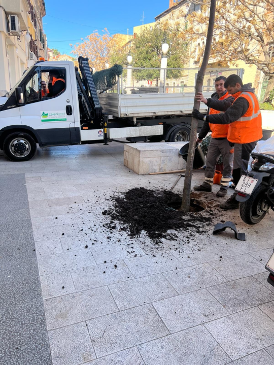 Nakon medijske kritike, Zeleni grad posadio novo stablo ispred hotela Jadran