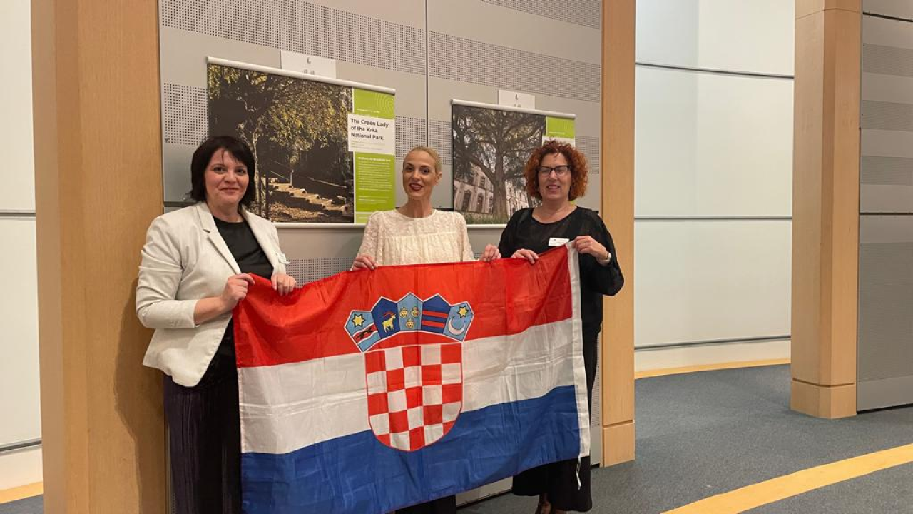 Srce vrta, iznimna poljska bukva, Europsko je stablo godine 2024. 