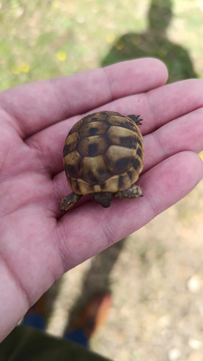 Čuvajte naše čančare: Ove iz Podina kraj Vrpolja vraćene su na sigurno 